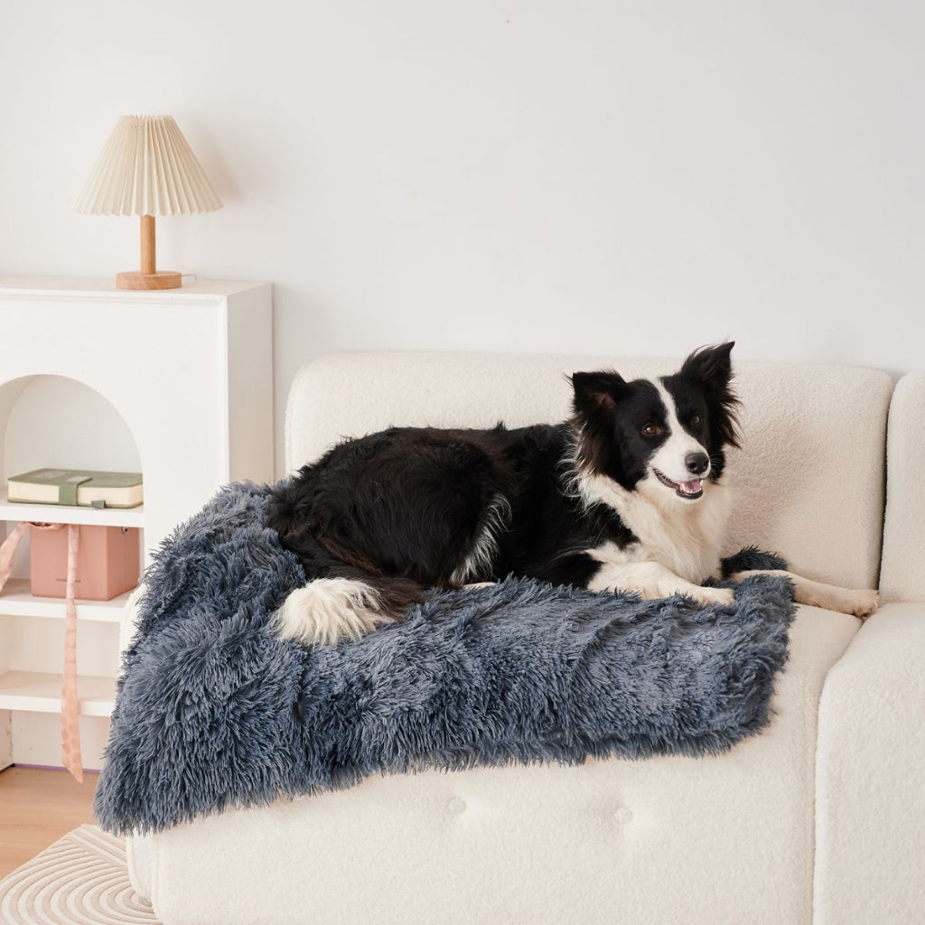 Dog lying on a fluffy blue pet bed on a white couch in a living room.